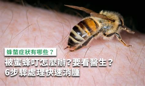 角meaning 有蜜蜂怎麼辦